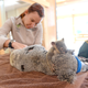 Illustration for article titled Touching Photos Show A Baby Koala Clinging To Mom While She Has Surgery